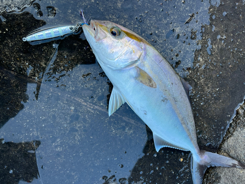 ネリゴの釣果