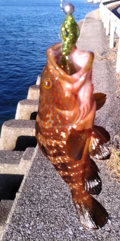 アコウの釣果