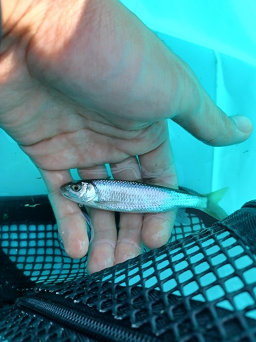 オイカワの釣果