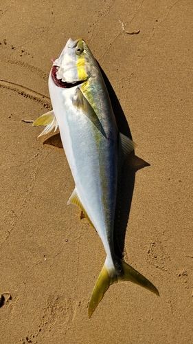 メジロの釣果