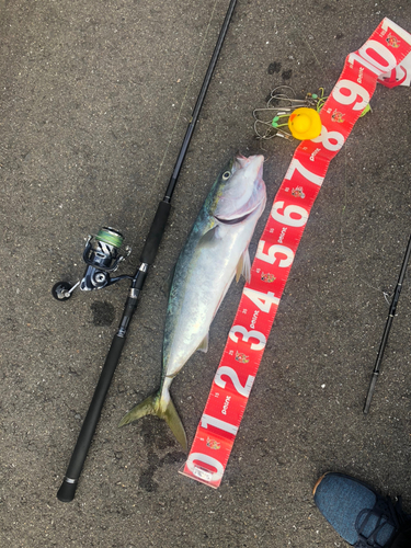 メジロの釣果