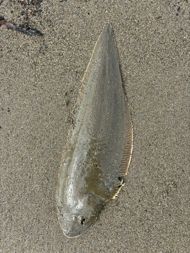 シタビラメの釣果