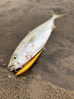 イナダの釣果