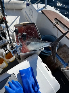 ビンチョウマグロの釣果