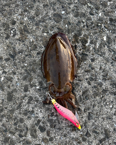 モンゴウイカの釣果