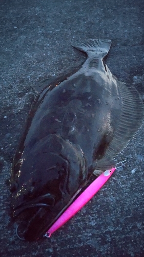 ヒラメの釣果