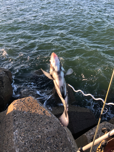 イシダイの釣果