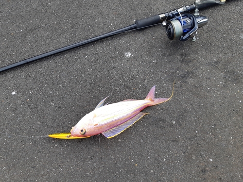 イトヨリダイの釣果