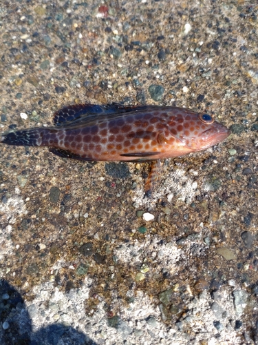 オオモンハタの釣果