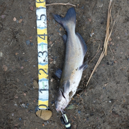 アメリカナマズの釣果