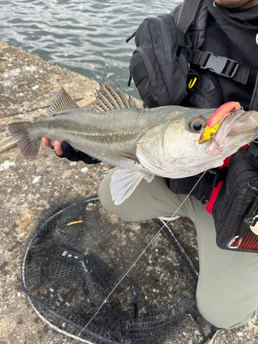 フッコ（マルスズキ）の釣果