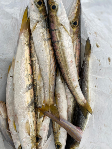 カマスの釣果