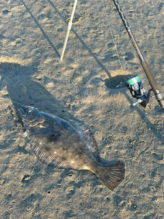 ヒラメの釣果