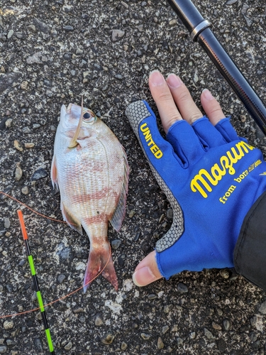 チャリコの釣果