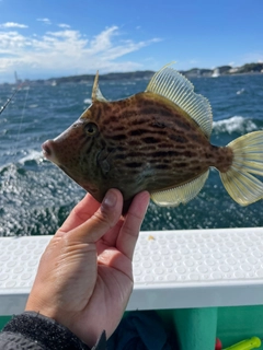 カワハギの釣果