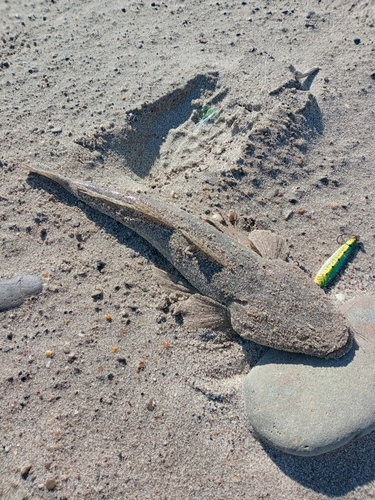 マゴチの釣果