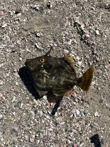 カワハギの釣果