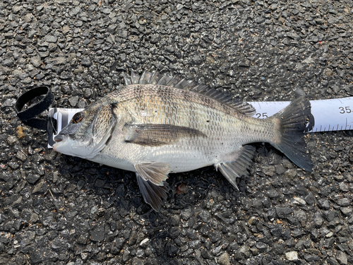 クロダイの釣果