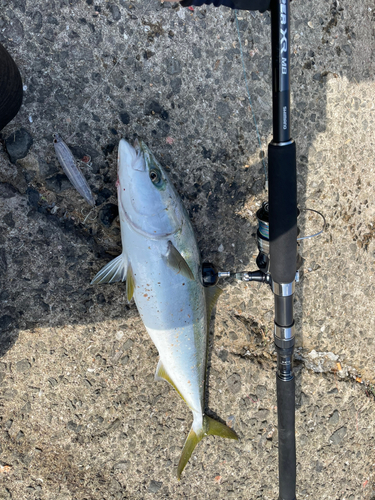 ハマチの釣果