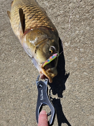 コイの釣果