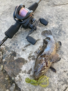 チャイロマルハタの釣果