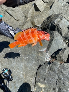 アカハタの釣果