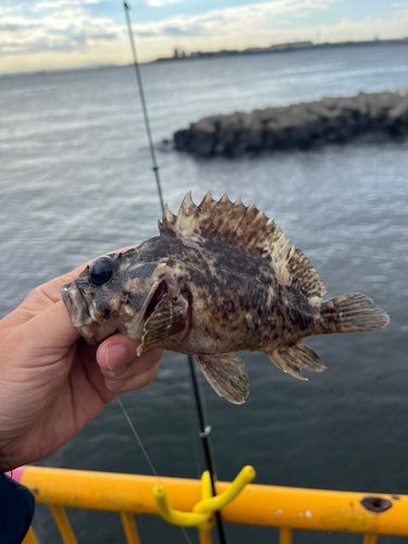 ムラソイの釣果