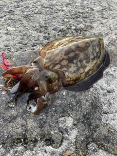 モンゴウイカの釣果