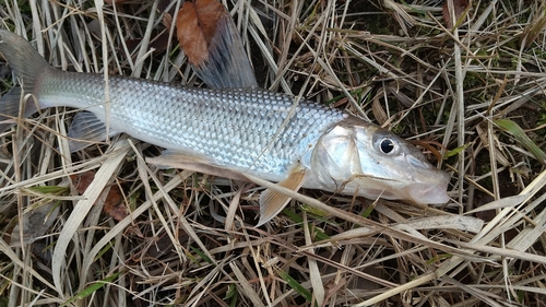 ニゴイの釣果