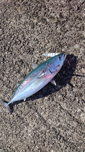 カツオの釣果