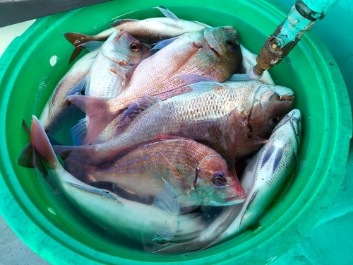 ハナダイの釣果