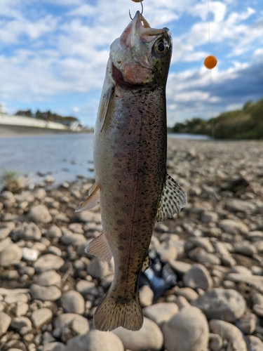 ニジマスの釣果