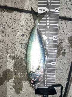 メアジの釣果