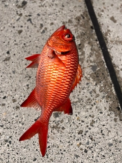 アカマツカサの釣果