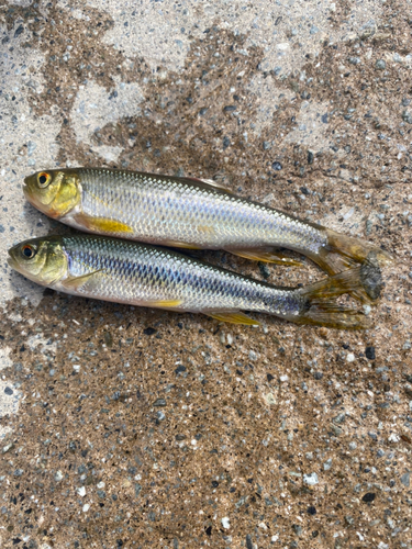 カワムツの釣果