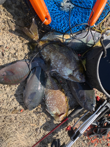 アイゴの釣果