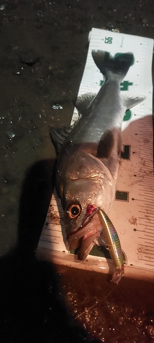 シーバスの釣果