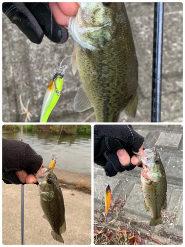 ブラックバスの釣果