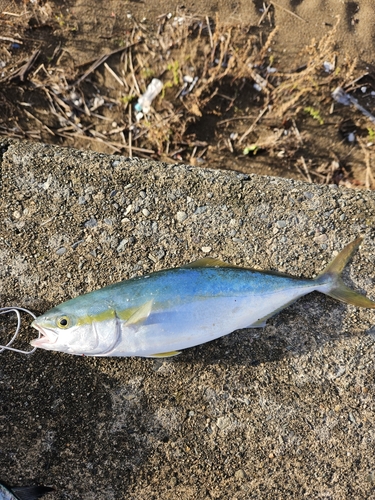 ツバスの釣果