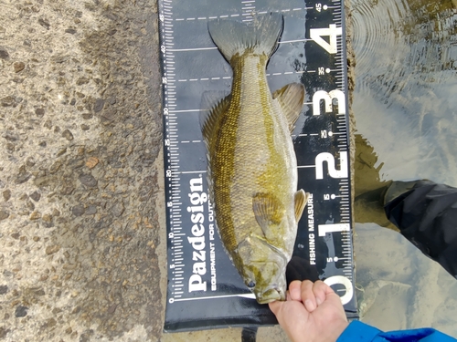 スモールマウスバスの釣果