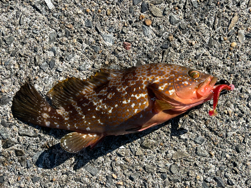 キジハタの釣果