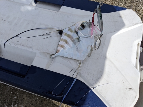 イトヒキアジの釣果