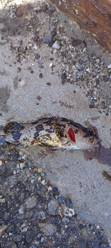 タケノコメバルの釣果