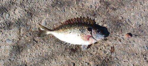 アイゴの釣果