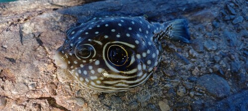 サザナミフグの釣果