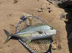 オニヒラアジの釣果