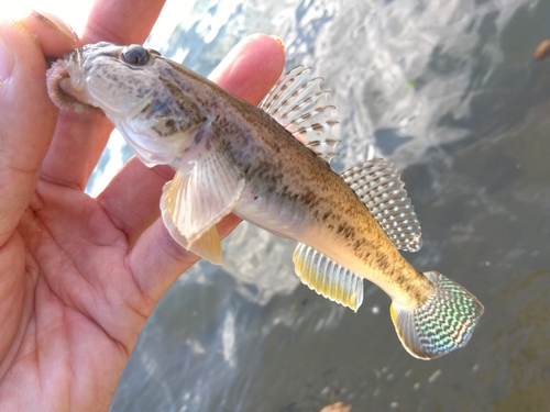 マハゼの釣果