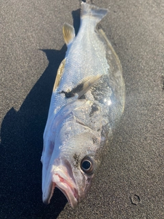 ニベの釣果