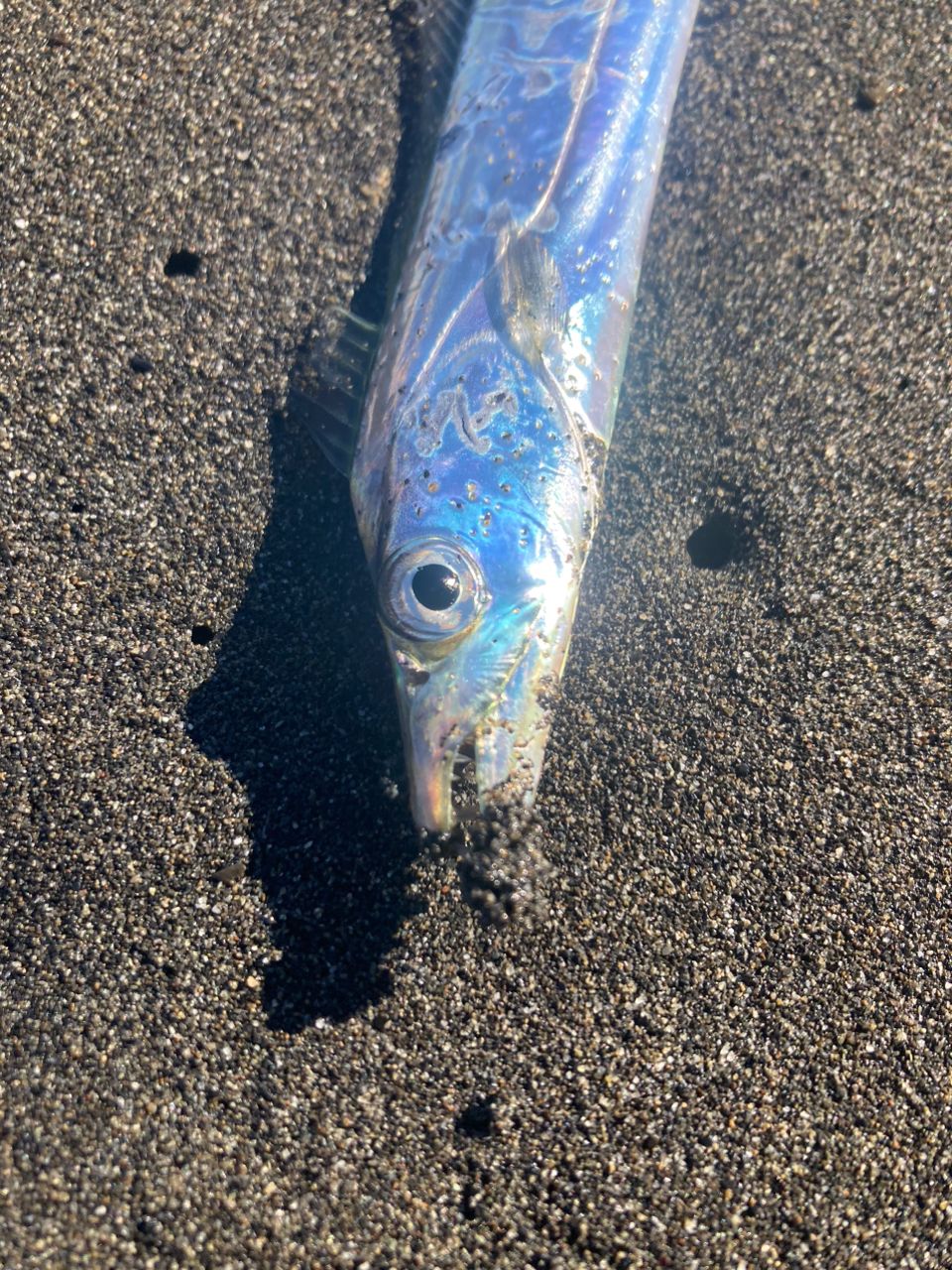 ニベ