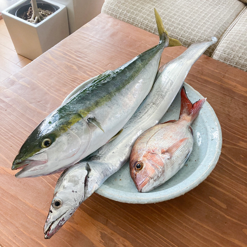 ワラサの釣果